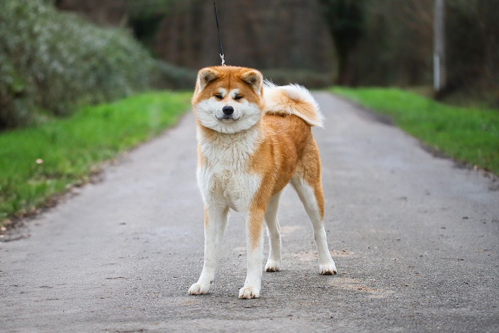Utopia akuma no fuin miria Shingeki No Inu