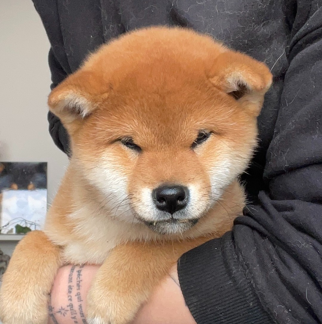 Arufasei Genjiboshi de la Nouvelle Aube