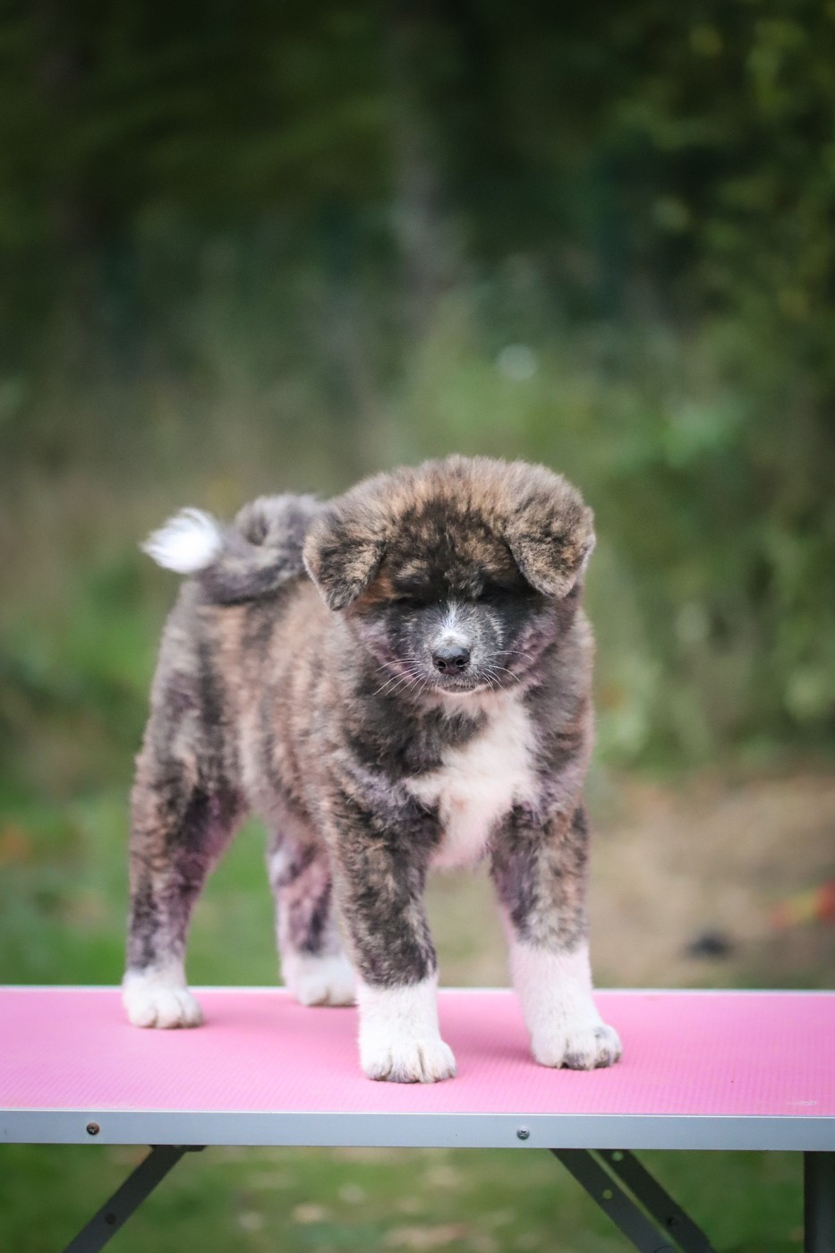 Shingeki No Inu - Chiots disponibles - Akita