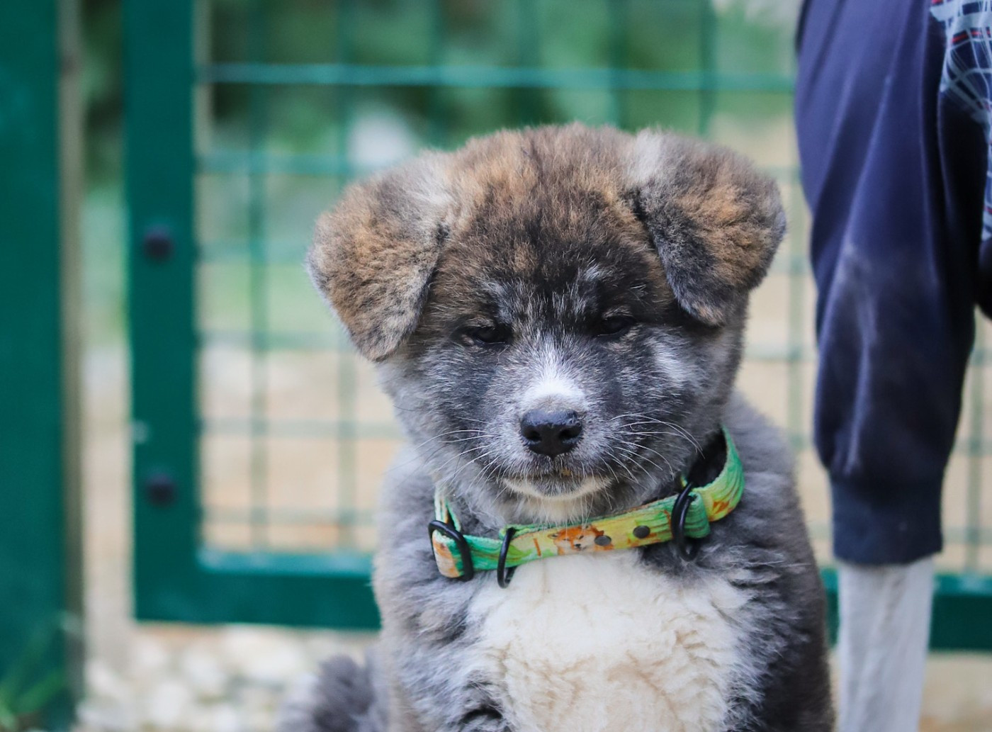 Shingeki No Inu - Chiots disponibles - Akita