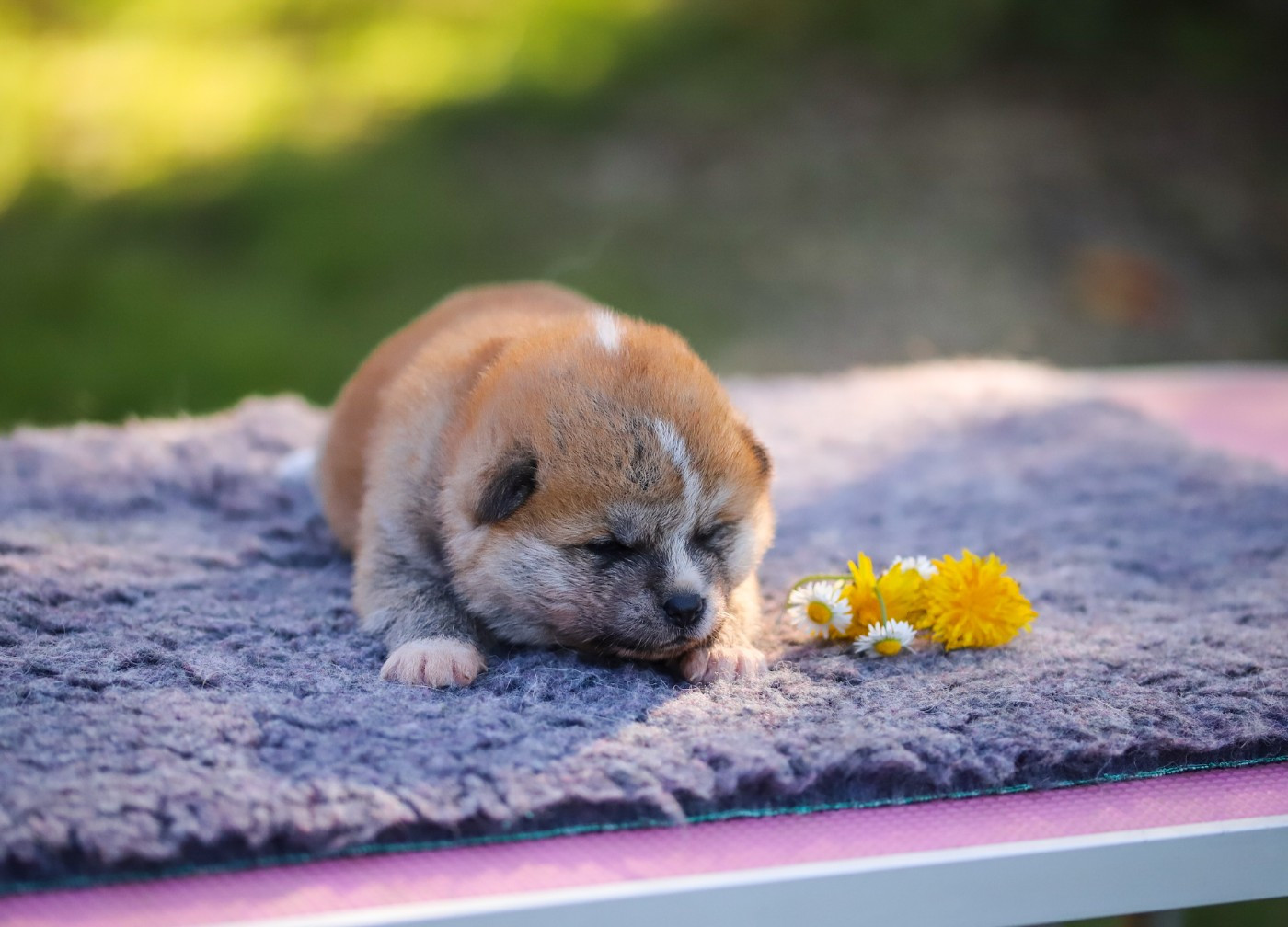 Shingeki No Inu - Chiots disponibles - Akita