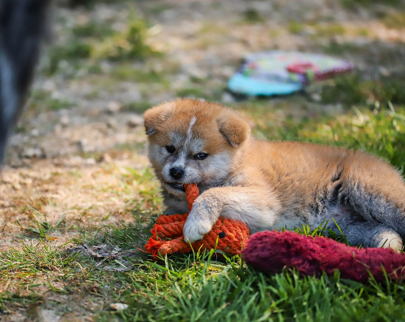 Shingeki No Inu - Chiots disponibles - Akita