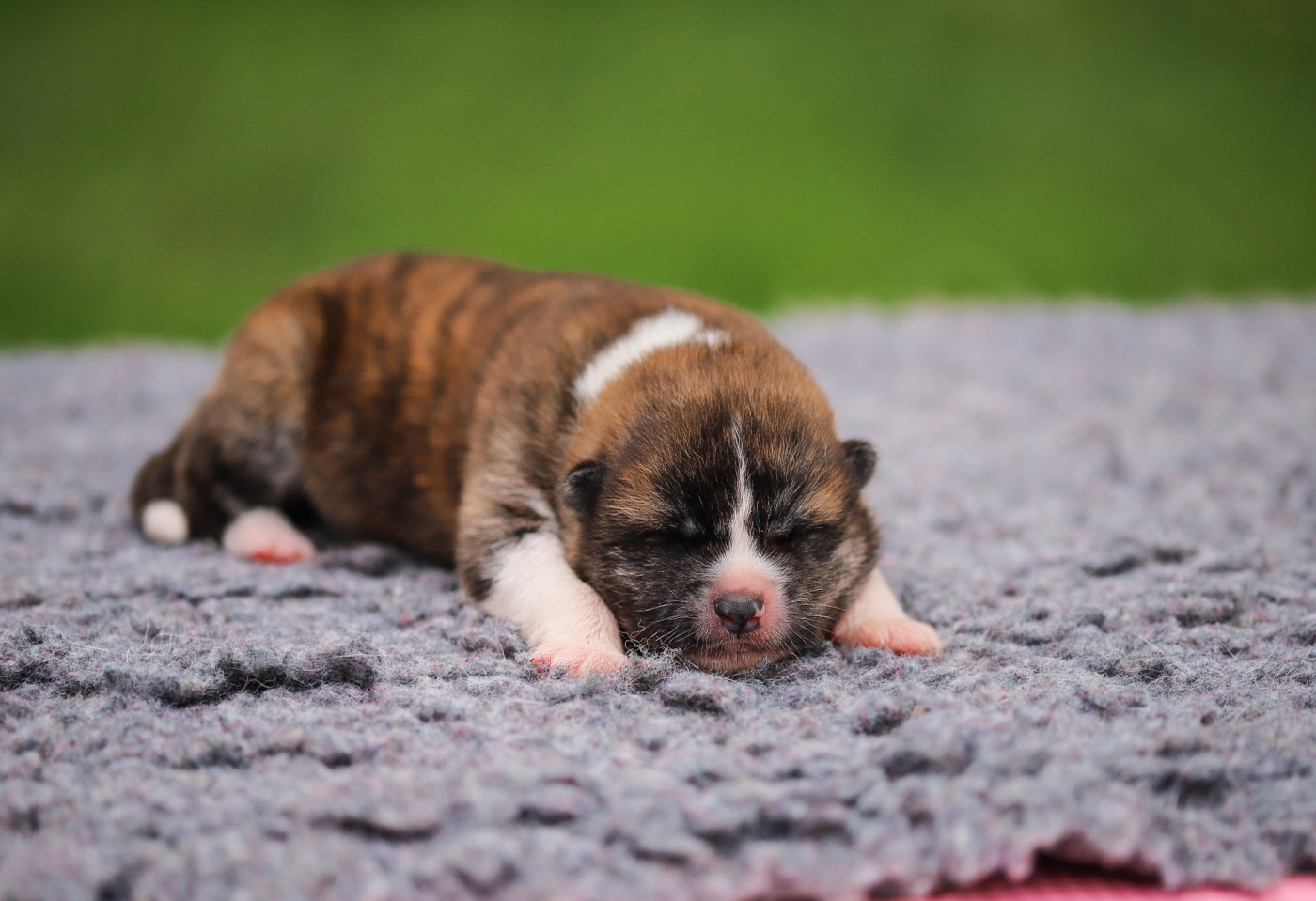 Shingeki No Inu - Chiots disponibles - Akita