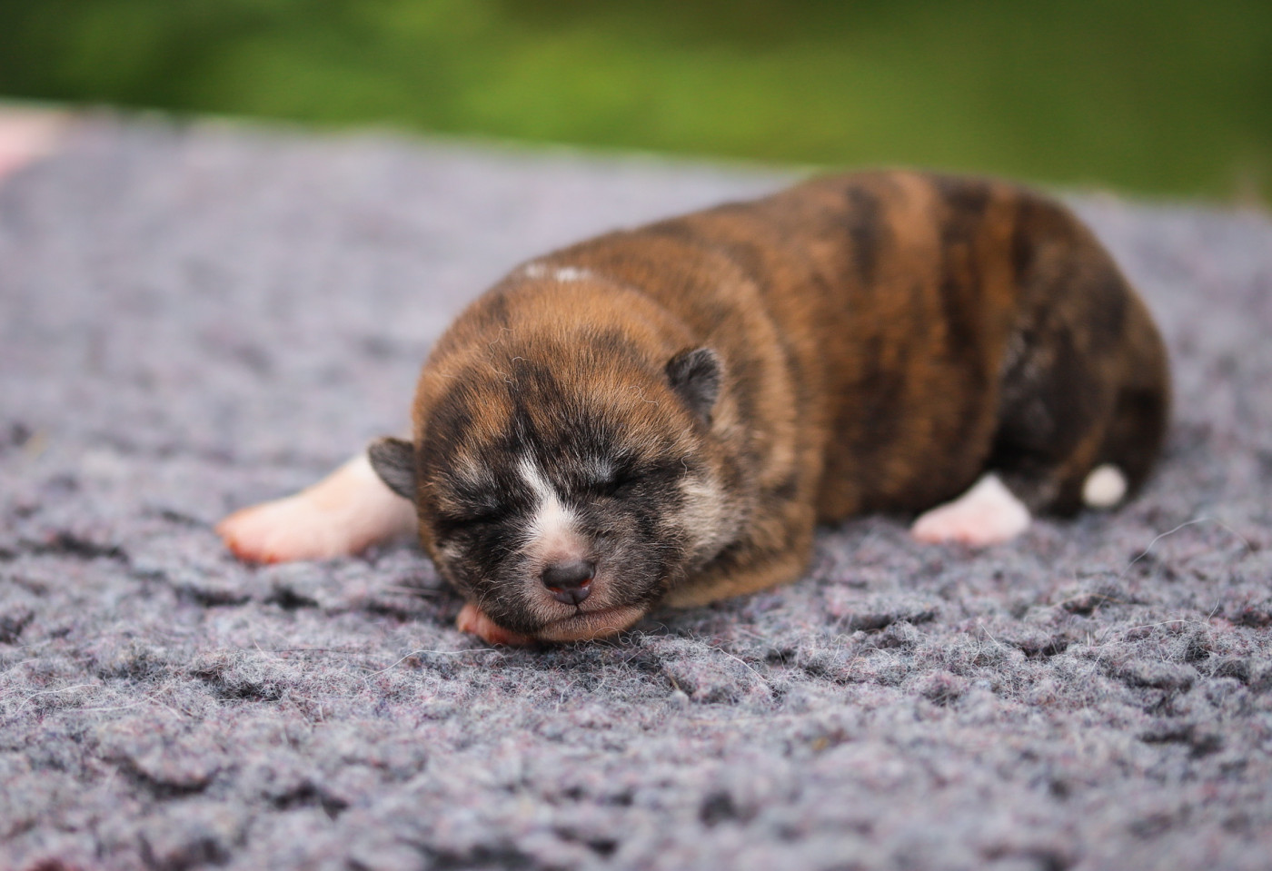 Shingeki No Inu - Chiots disponibles - Akita