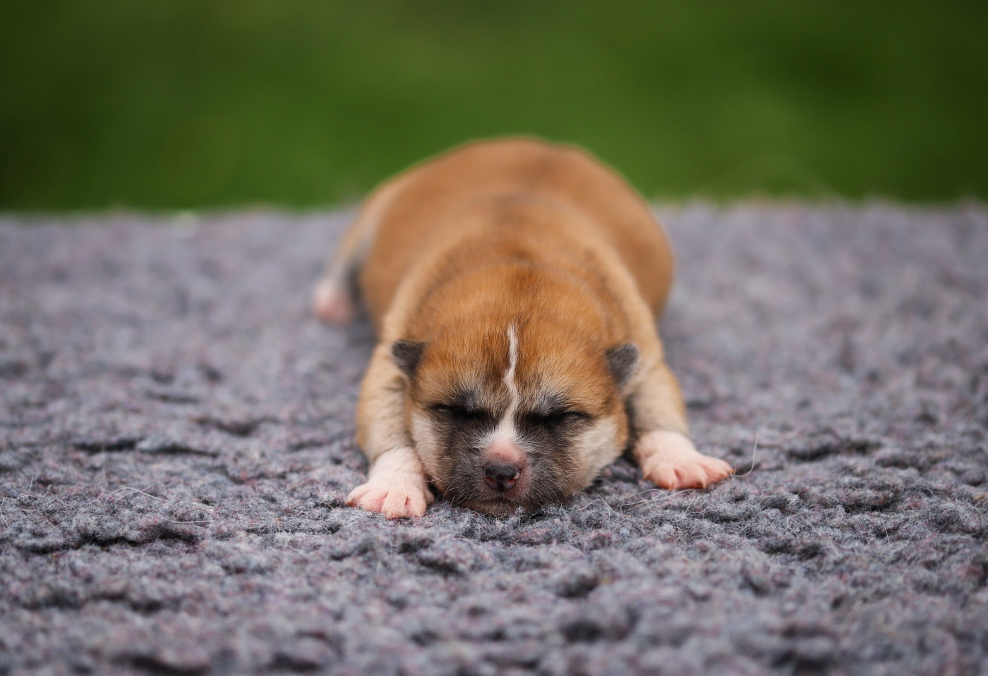 Shingeki No Inu - Chiots disponibles - Akita