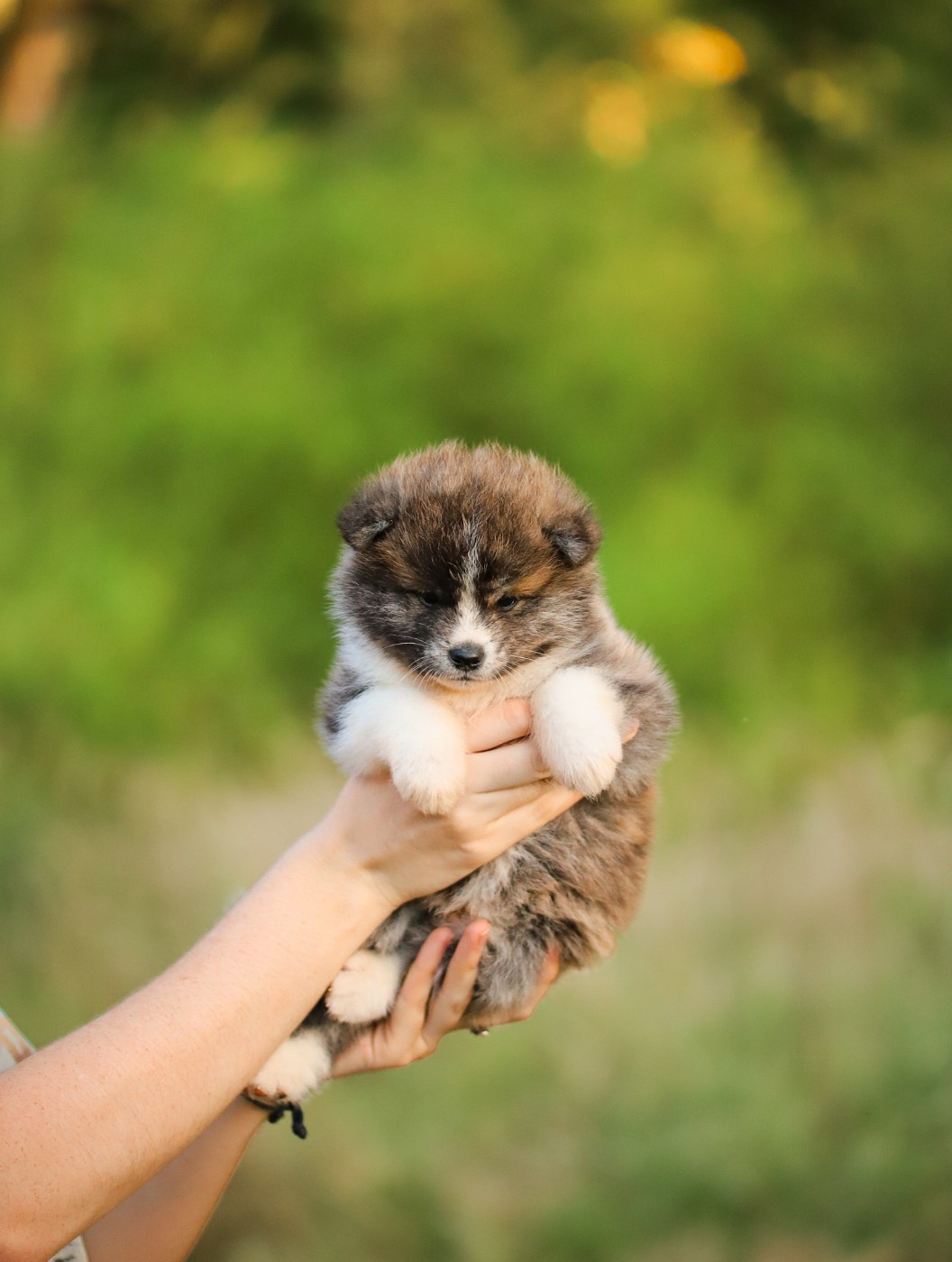 Shingeki No Inu - Chiots disponibles - Akita