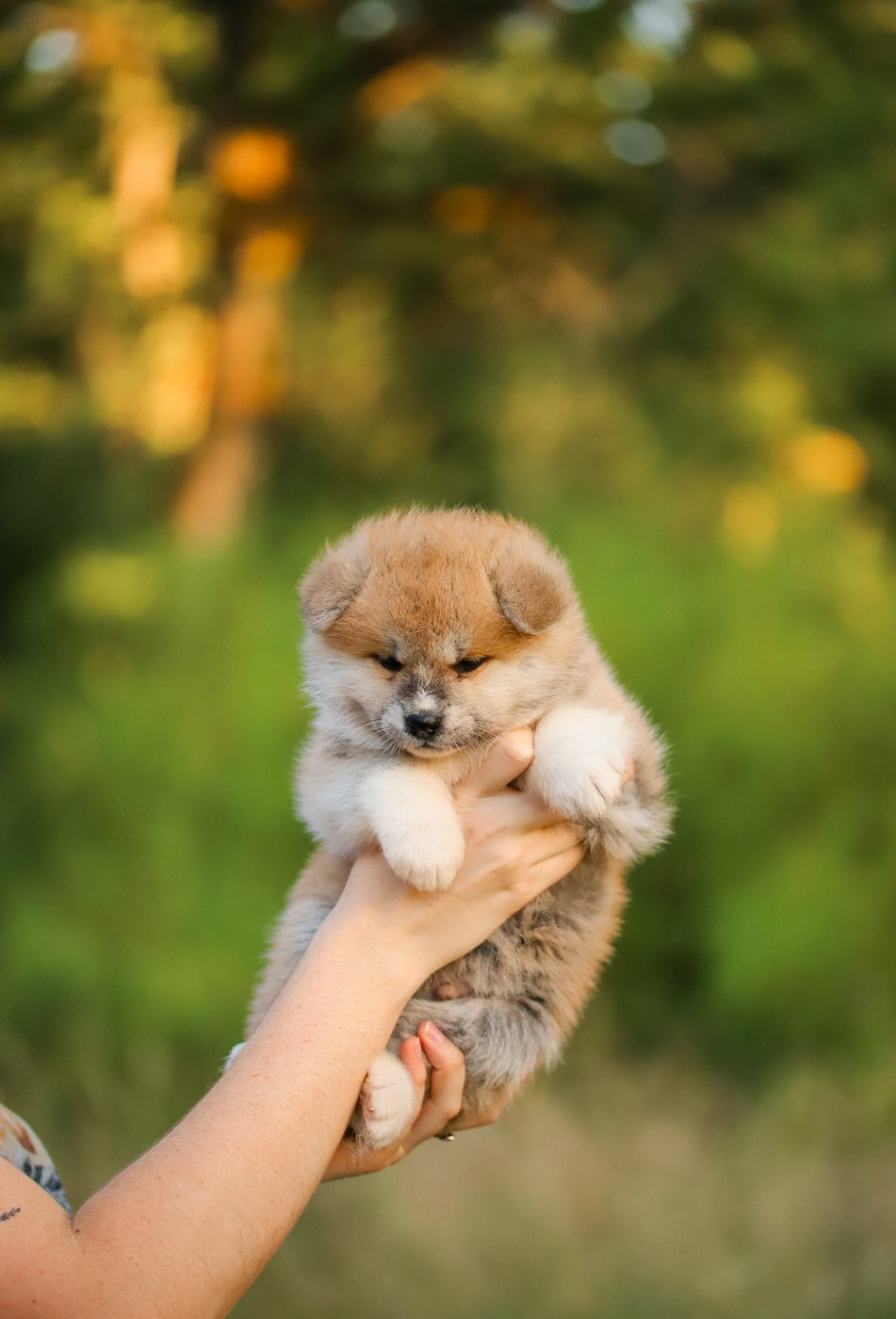 Shingeki No Inu - Chiots disponibles - Akita