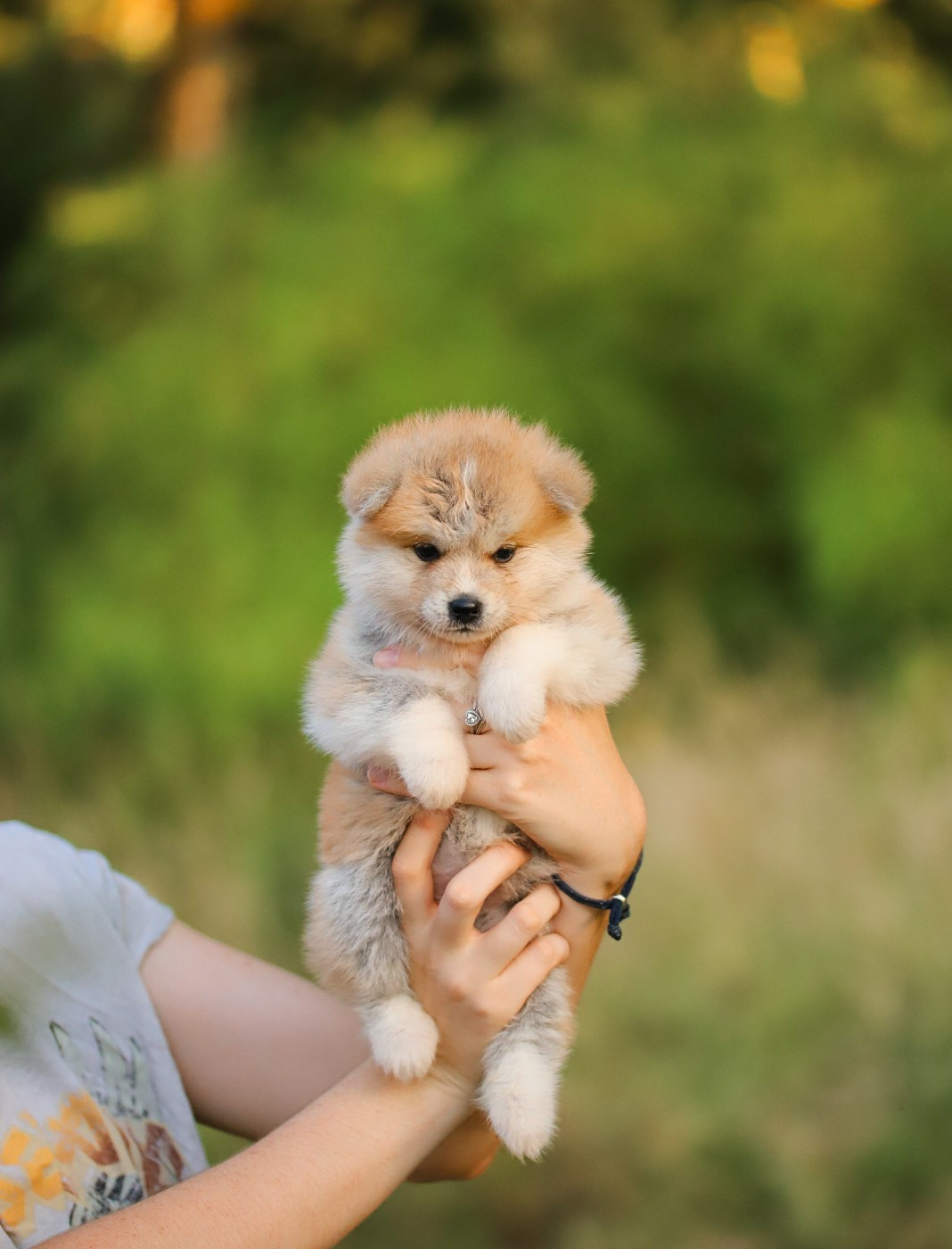 Shingeki No Inu - Chiots disponibles - Akita