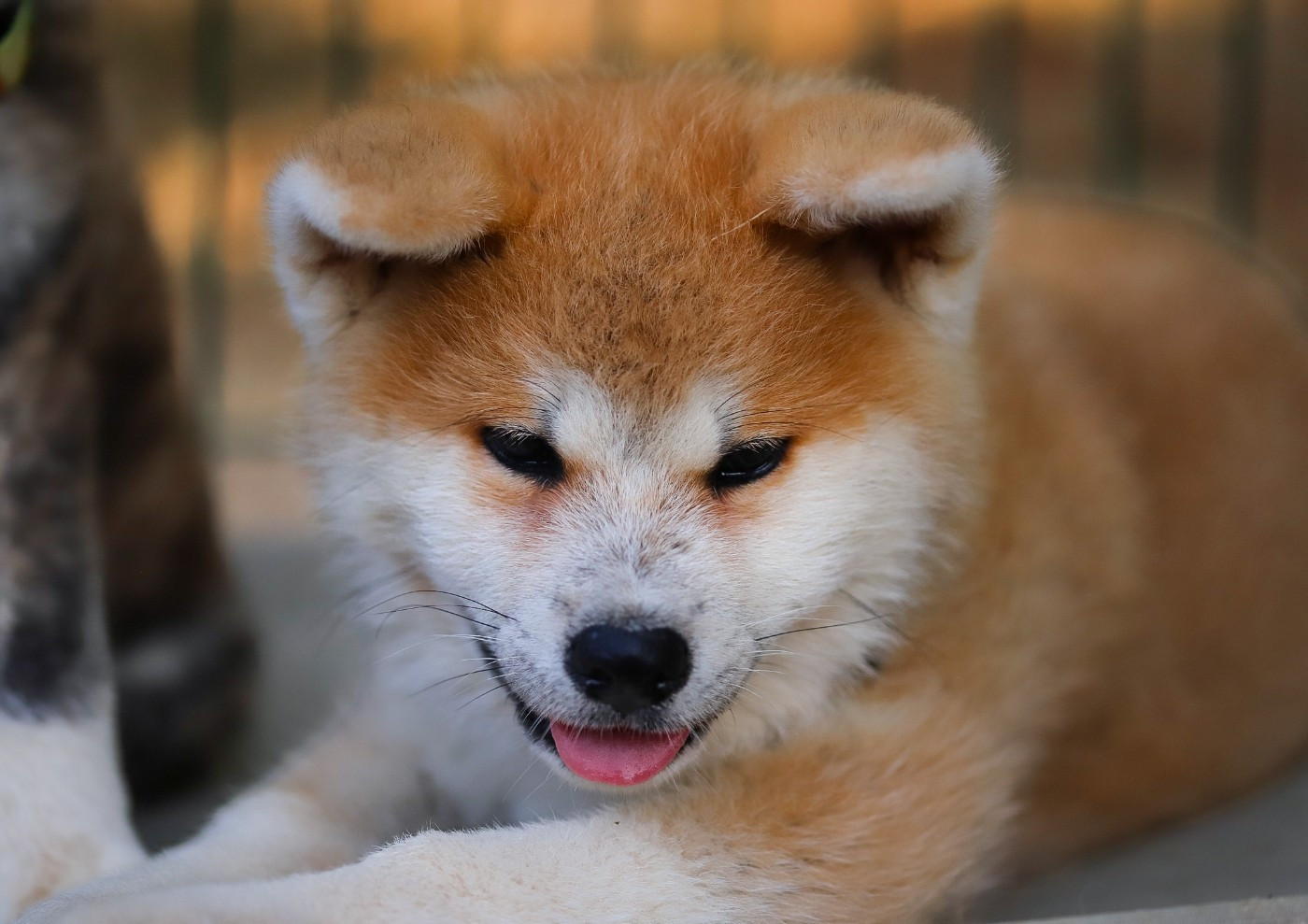Shingeki No Inu - Chiots disponibles - Akita