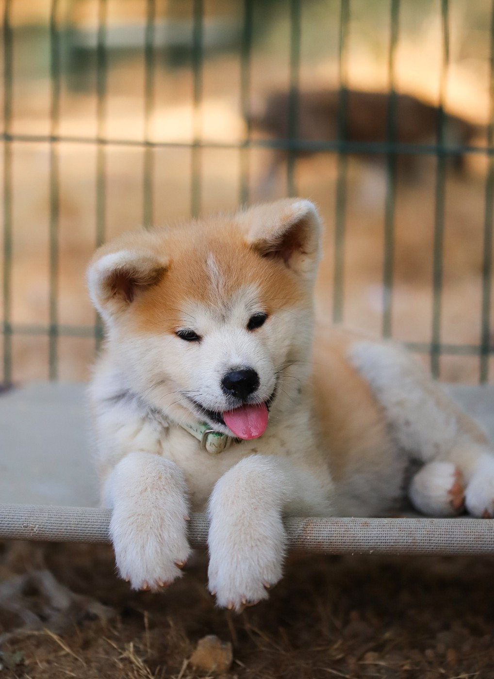 Shingeki No Inu - Chiots disponibles - Akita