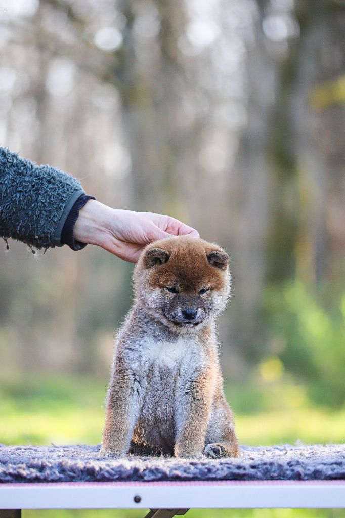 Shingeki No Inu - Chiots disponibles - Shiba