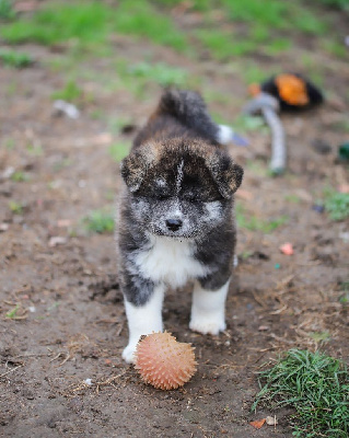 akazora higurashi shisui