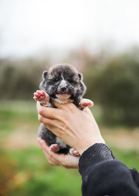 Vstar Kotei Kazan Entei