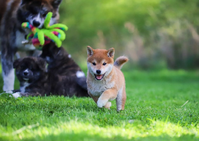 Akuma no chenso Denji