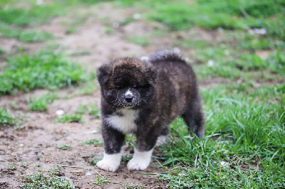 aozora hotaru itsuki