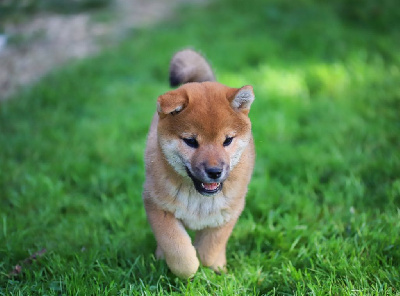 Ayatsuru no kami Makima