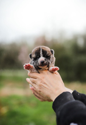 Vstar Kagayaku Hikari Lixy