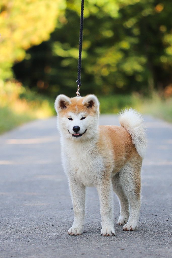 Shingeki No Inu - Chiots disponibles - Akita