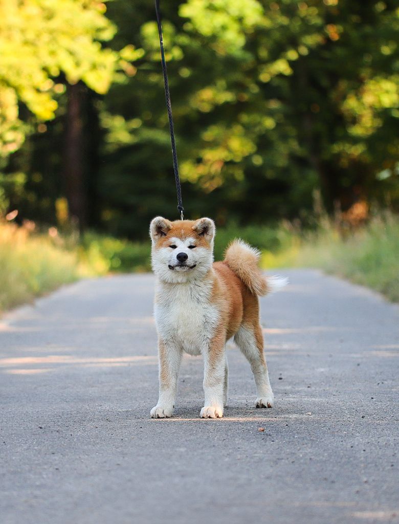 Shingeki No Inu - Chiots disponibles - Akita
